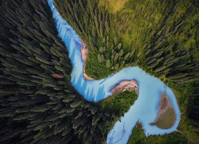 Overhead view of a river with sky-blue water winding through a dense forest of tall evergreen trees.