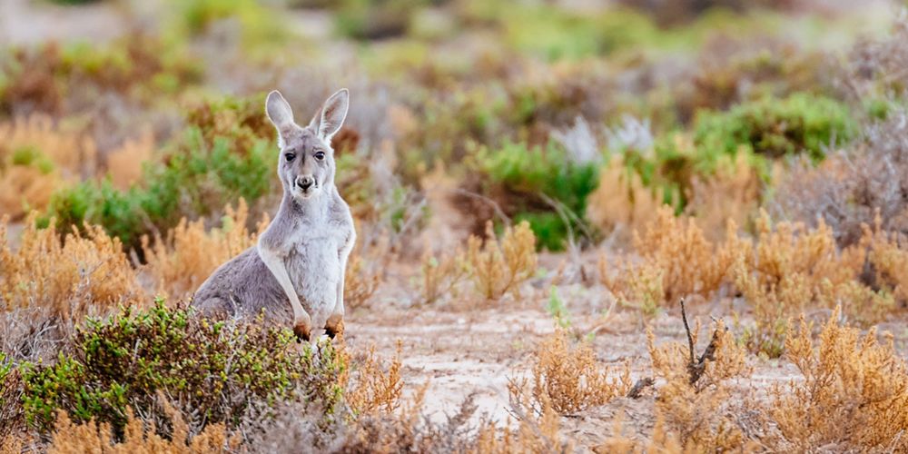 A western grey kangaroo stands among vegetation near the CCB Wetland System.