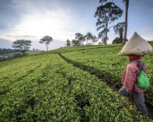 Woman carrying bag of tea leaves on her head in a farm field.