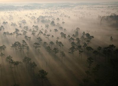 Aerial view of mist hanging over the trees at The Nature Conservancy’s Disney Wilderness Preserve in Florida.
