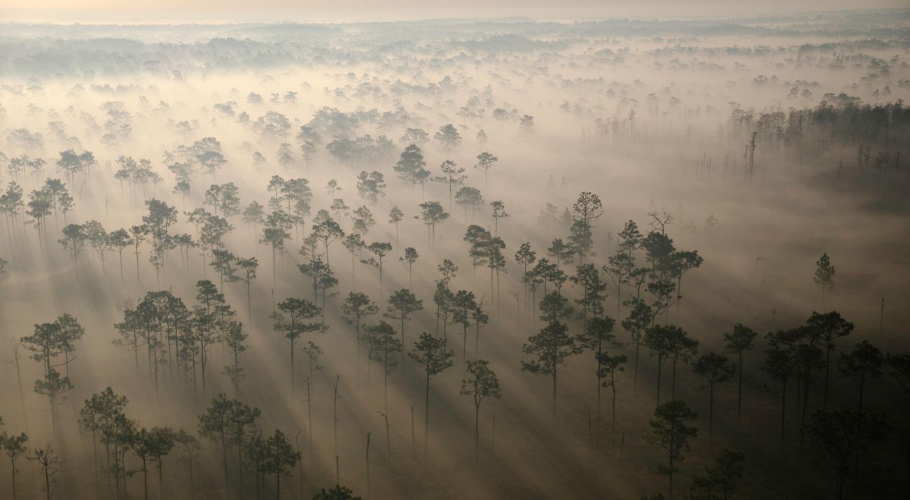Expansive aerial view of haze hanging over trees in a forest.