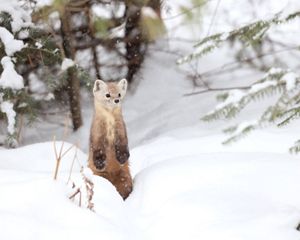 A furry brown animal stands on its hind legs to observe a snowy landscape.