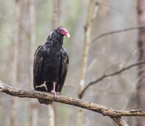 A large black bird with a red head sitting on a branch. 