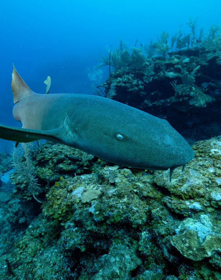 A nurse shark patrols a reed near Mermaid's Lair.
