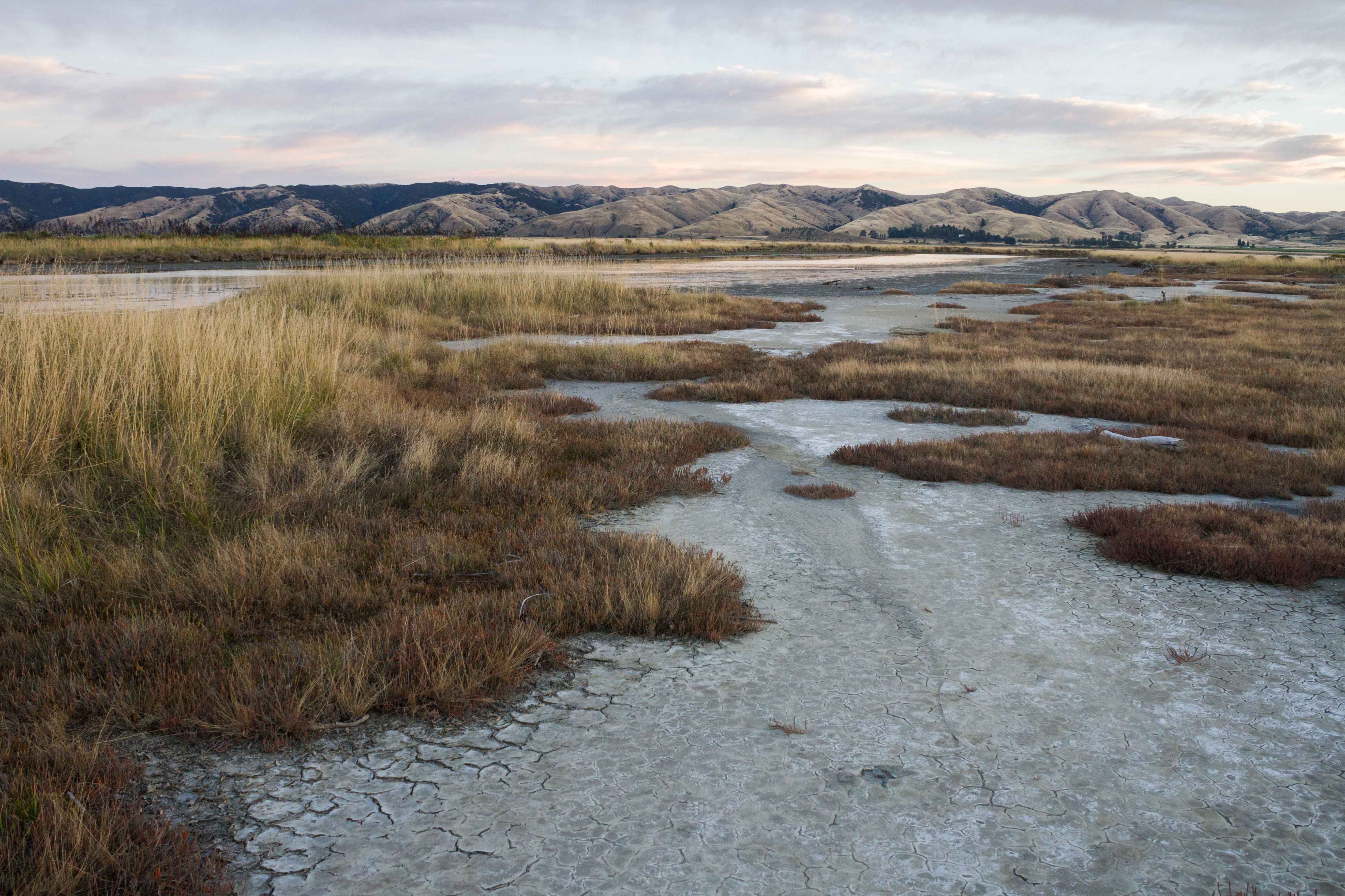 a wetland with snowy mountains in the background.