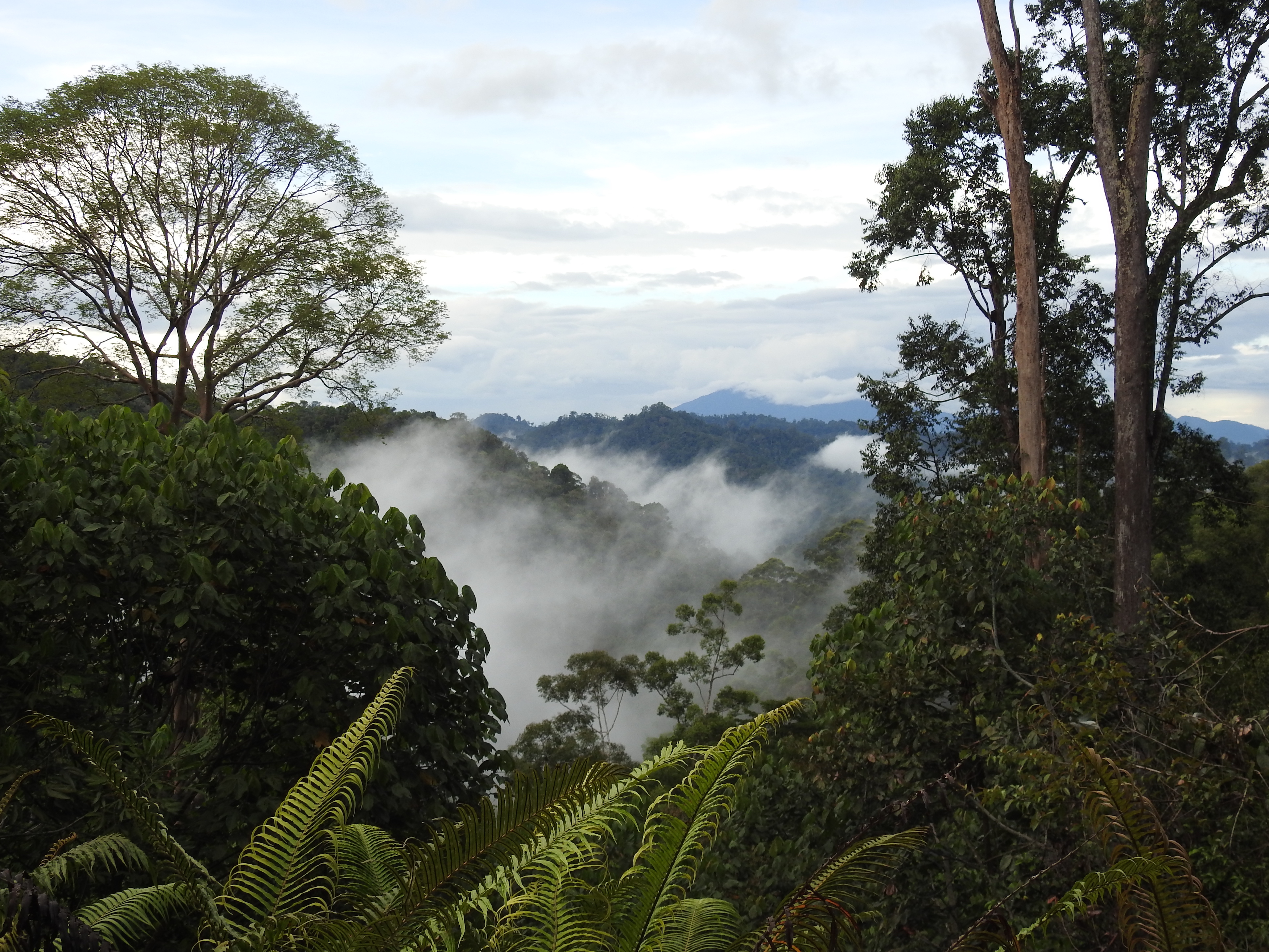 mist settling over a forest mountain range.