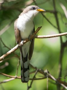A grey bird with a white belly and yellow bill sitting on a branch. 