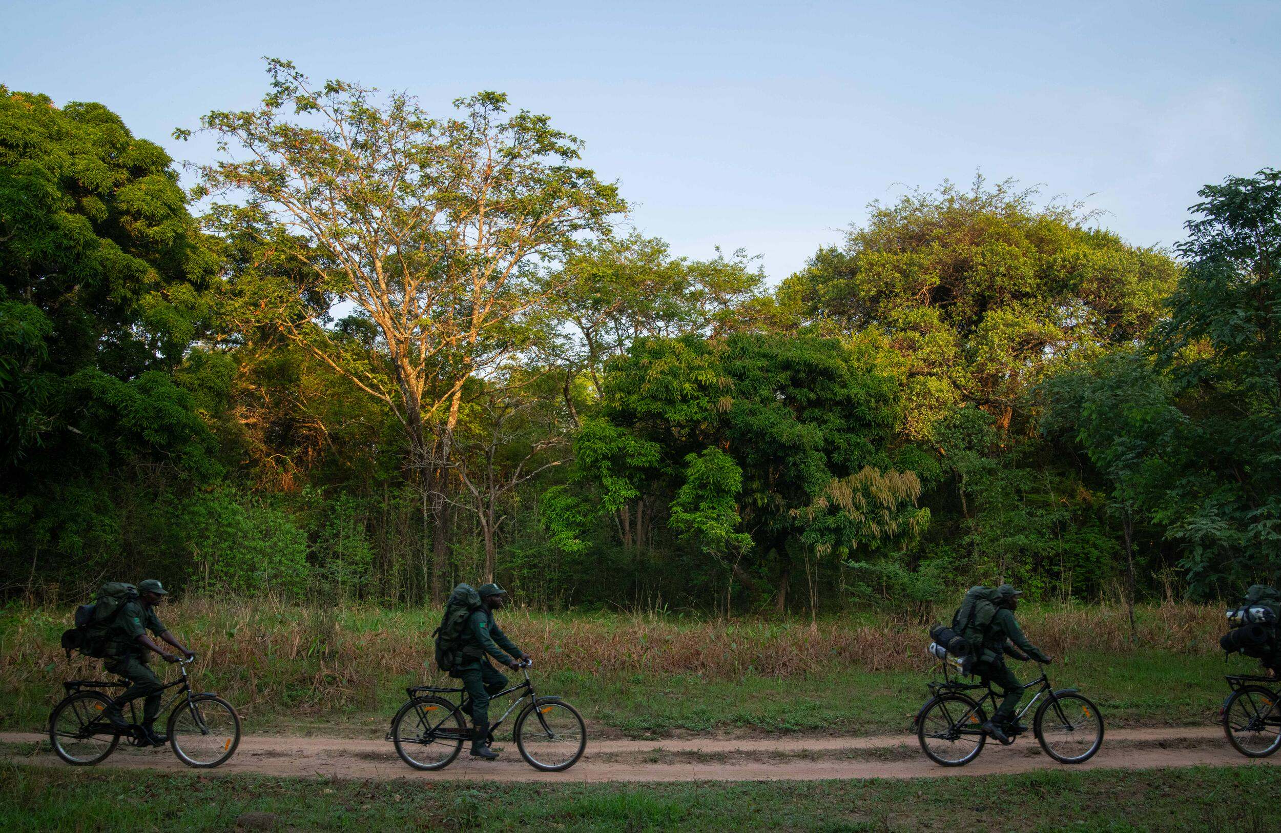 men ride past trees on bicycles.