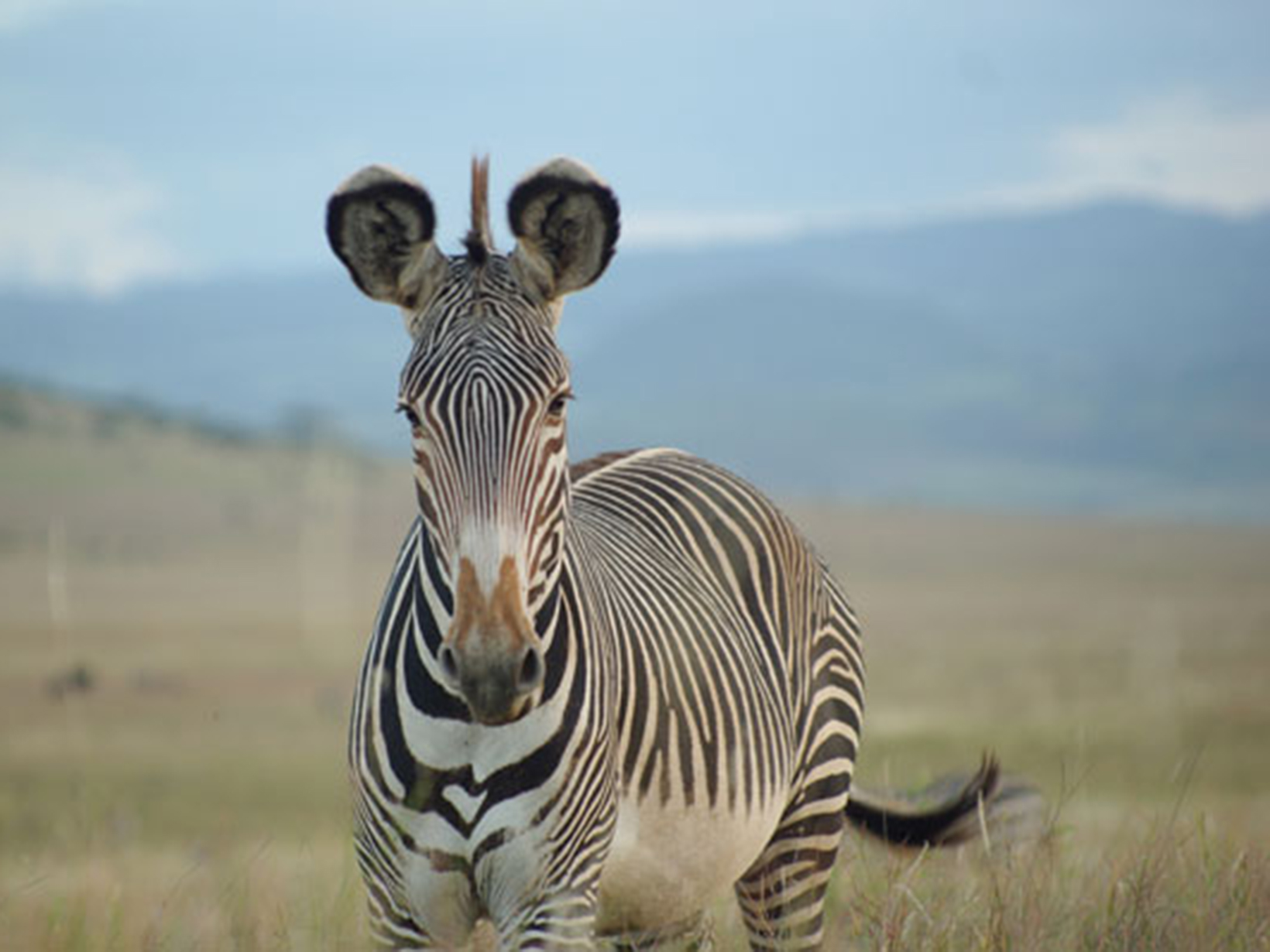 Zebra in Kenya.
