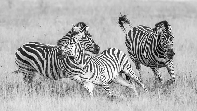 Three zebras frolic on the African plains.