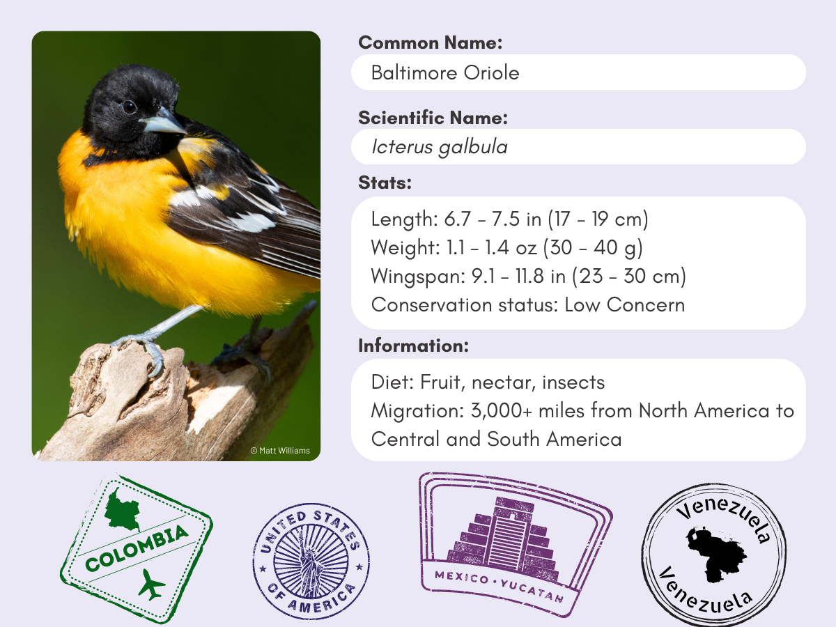 Info card for the Baltimore Oriole.