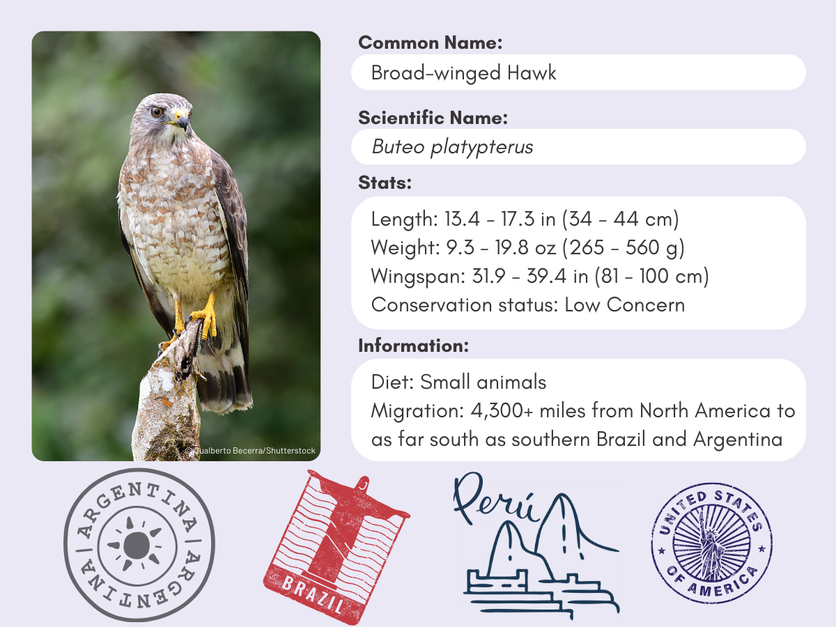 Info card for the Broad-winged Hawk.